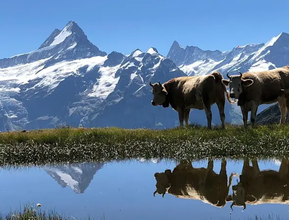 Wetterhorn mit Kühen