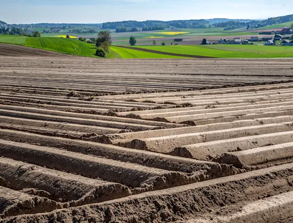 Agrar, Kartoffelzentrum, Feld, Kartoffeln