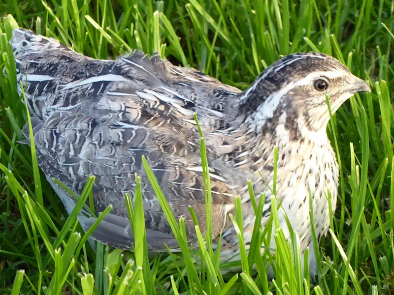 Wachtel Wachtelzucht-Staad-Bild-Wachtel.jpg