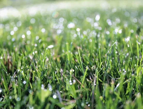 Grünfutter von bester Qualität verwenden