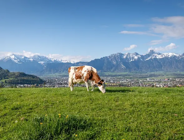 Hof Schlafhus Panorama Kuh