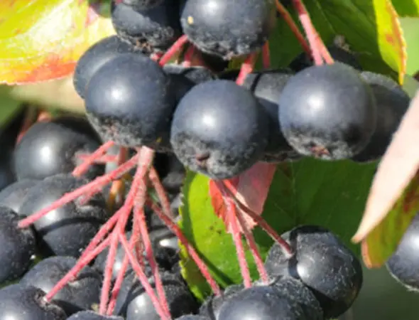 Aroniabeeren