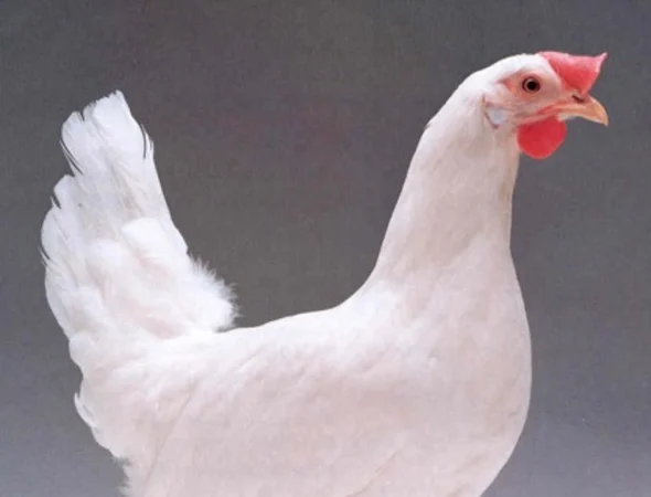 Hypex HN ou Lohmann LSL