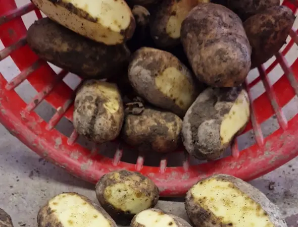 Kartoffeln vor Denaturierung gerettet