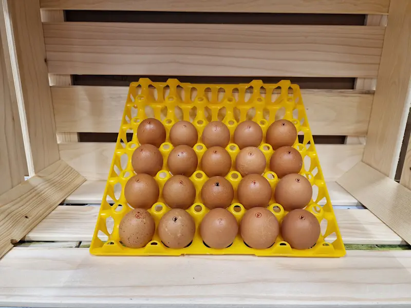 Eier - Martin Mühlethaler Eier - Martin Mühlethaler