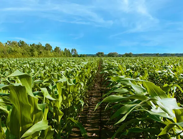 Übernahme von Rauwaren