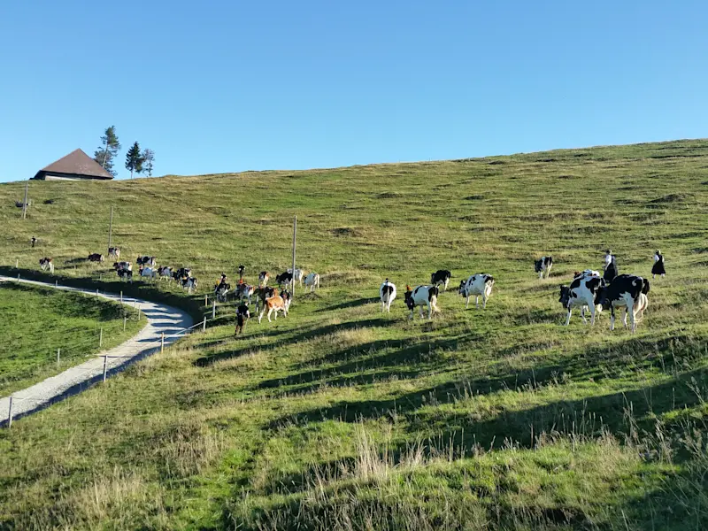 Familie Schenk Rämisgummen Alpaufzug