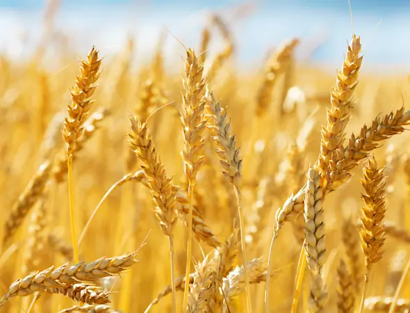 Weizenfeld