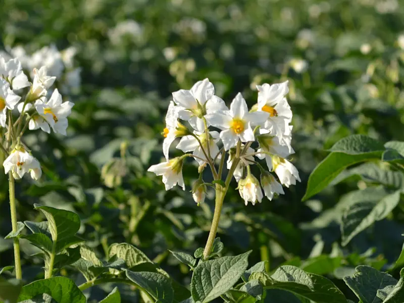 Kartoffelpflanze in Blüte Bild Kartoffelpflanze in Blüte