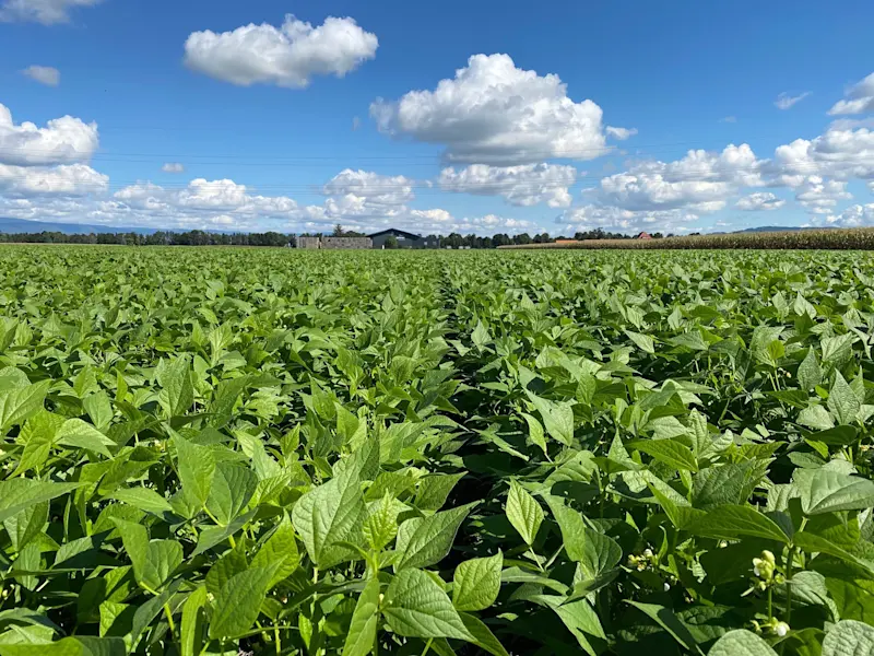 Bohnenfeld im Sommer Bohnenfeld im Sommer