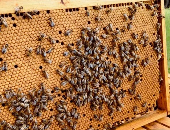 Product, Bienen Glanzmann Lieferant