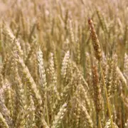 Hero, Agrar, Weizenfeld