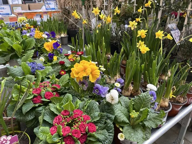 Im LANDI Laden finden Sie aktuell schöne Frühlingsblumen. 55a7b5ac-8078-4cf3-8fb2-21e981beb3f0.jpg