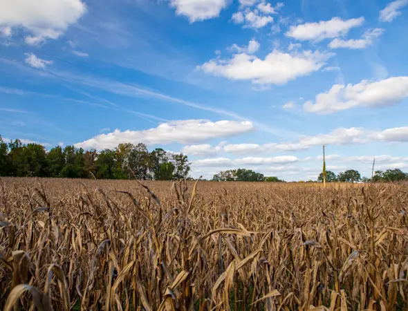 Mais vollständig ausreifen lassen