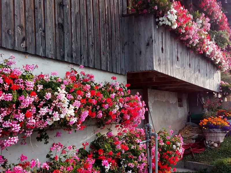 Rämisgummen Geranienfront