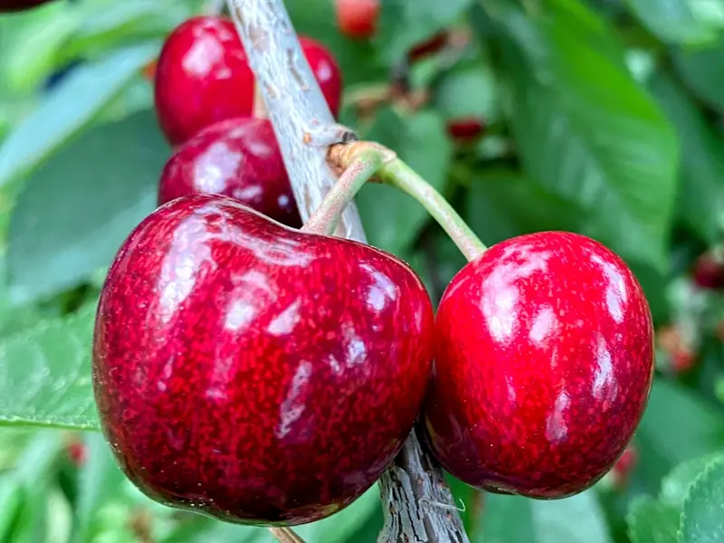 Verina Kirschen Foto Kirsche am Blatt