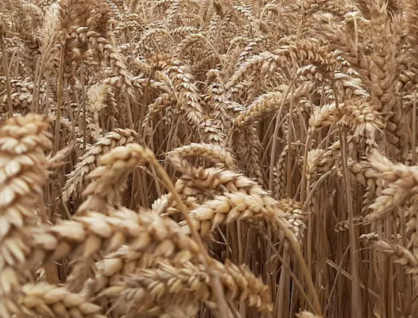 Marktgerechte Preise, verlässliche Auszahlung und transparente Abrechnung