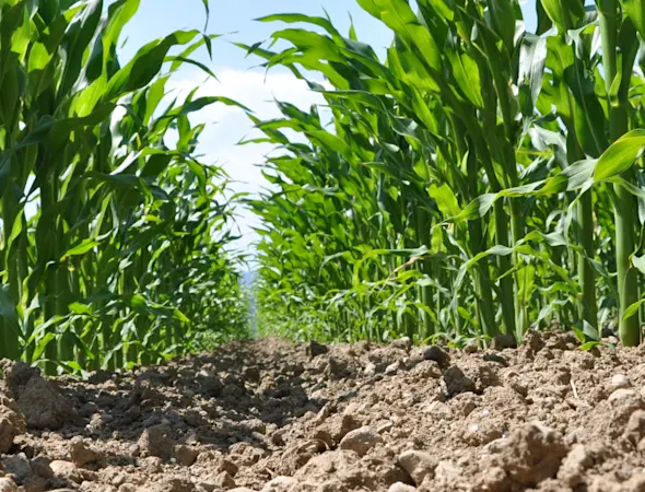 Agrar, Maisfeld