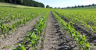 Agrar, Maisfeld, junge Pflanzen