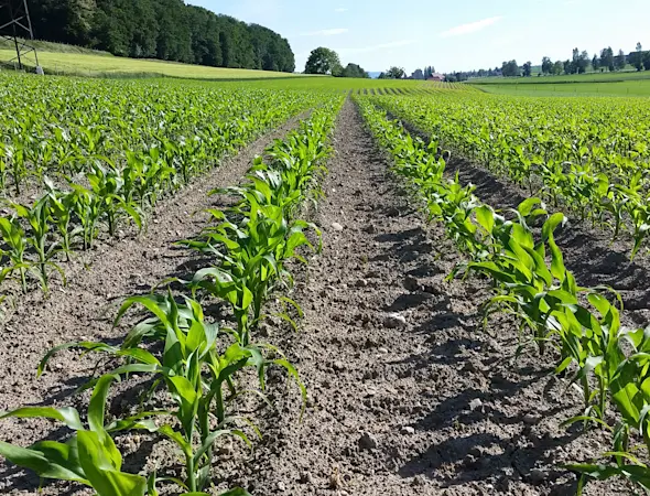 Rechtzeitig aussäen