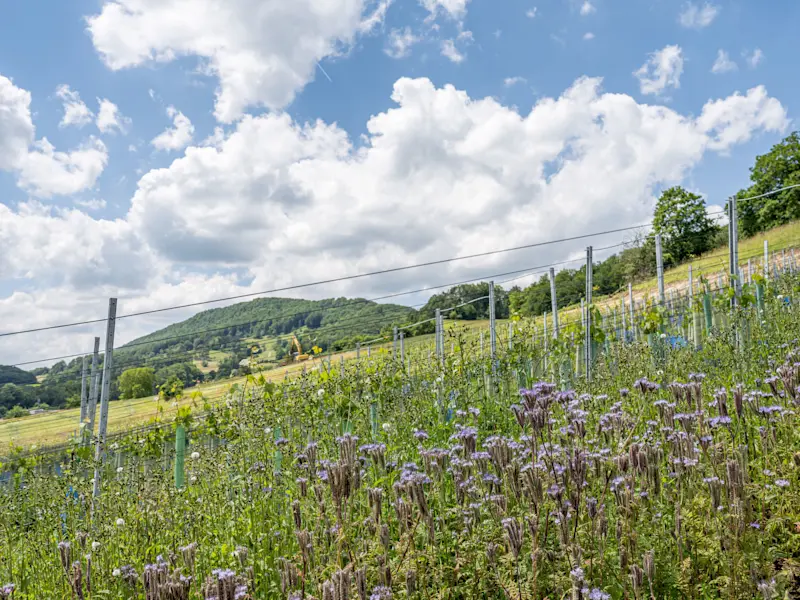 Weinreben Wehrli Weinbau Reben