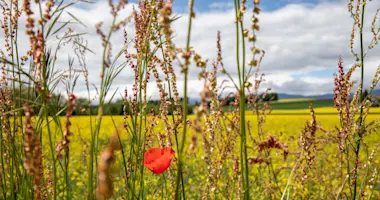 Feld, Blumen