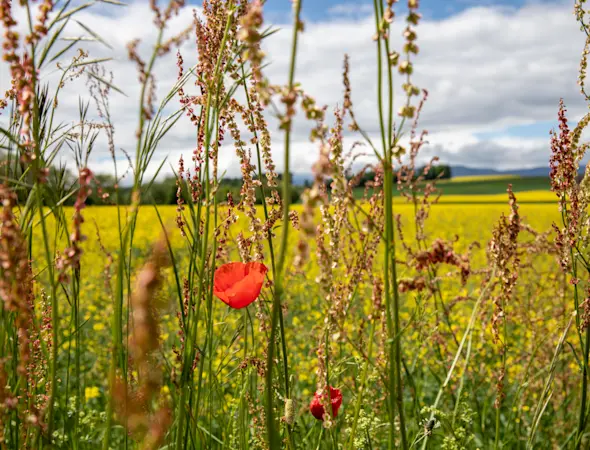 Feld, Blumen