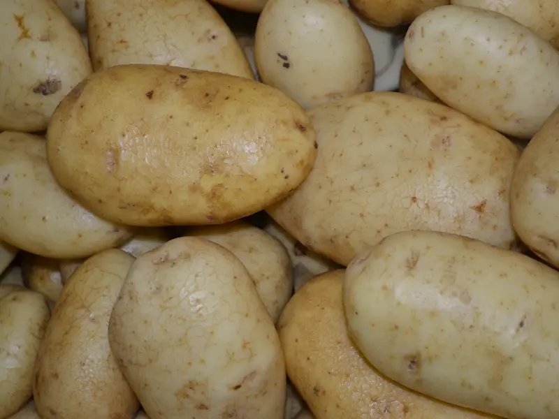 Kartoffeln Bild Kartoffelhaufen