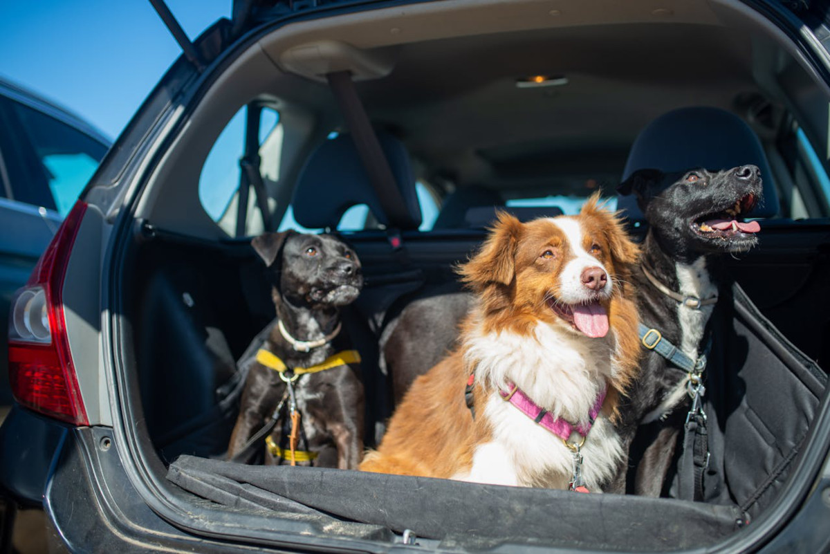 Car Safety and Travel Tips for Pet Owners