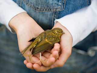 Ein toter Vogel in der Hans eines Kindes