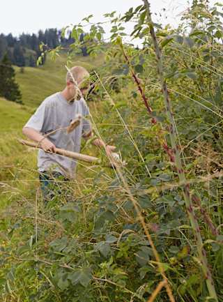 Sven schneidet die Dornen aus der Weide weg.