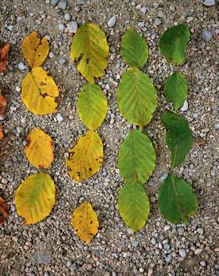 Landart