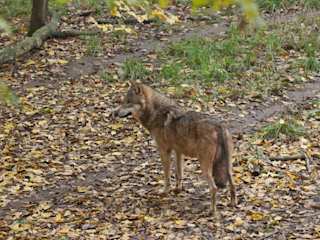 wolf_thinkstock.jpg