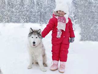 Sibirische Huskys