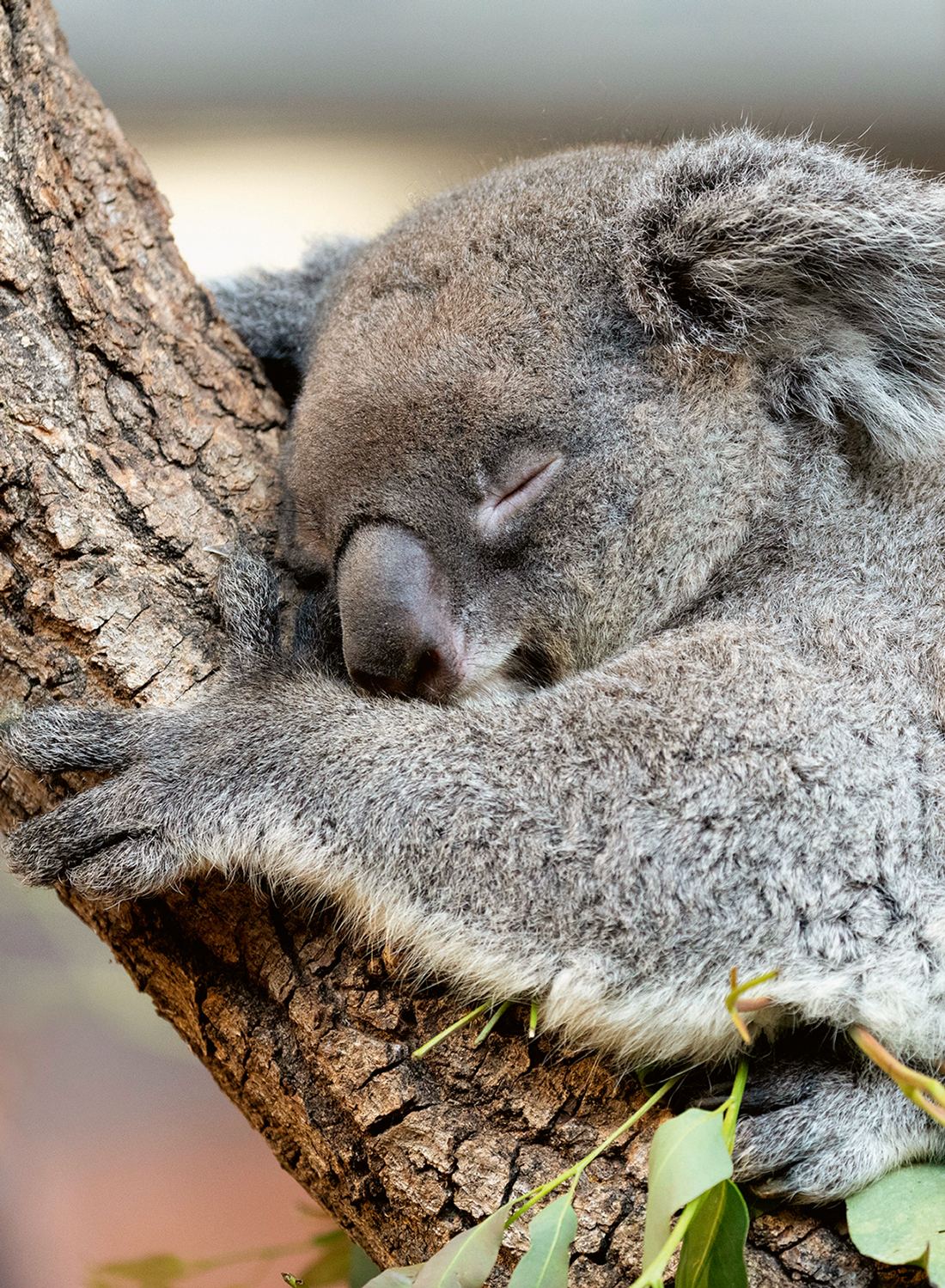 Glueckslos osa koala header