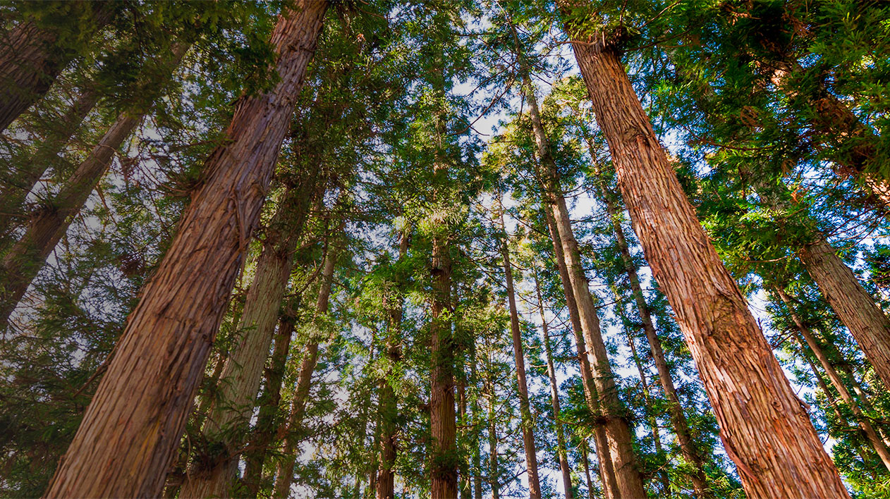 Use same alt text as hero from Climate Action page: Upward view of tall trees in forest