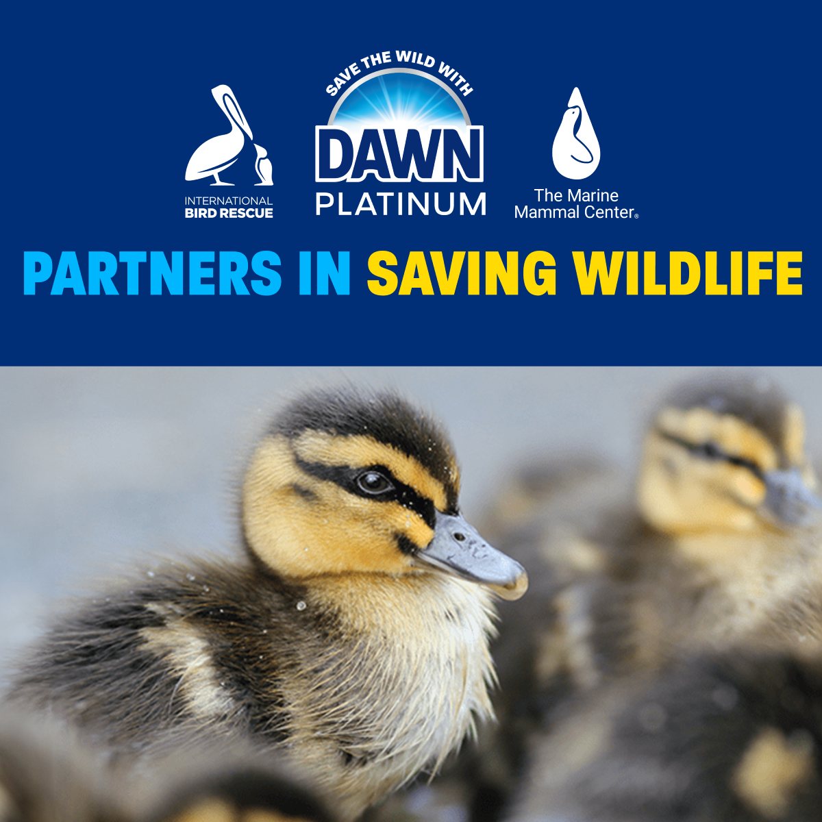 Ducklings gathered together, promoting wildlife conservation and partnership between organizations for animal rescue and rehabilitation