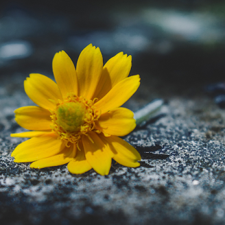 A single yellow flower on the ground