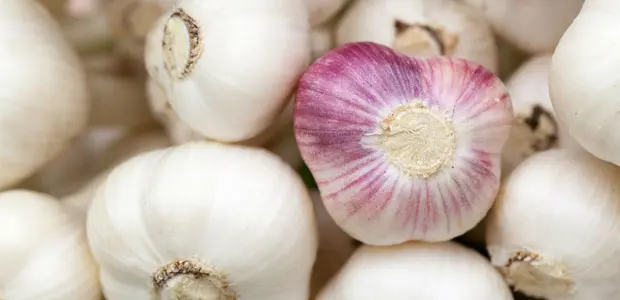 lots of garlics lots of garlics