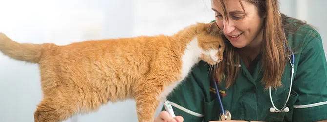 Benefits of a cat health plan benefits of a cat health plan