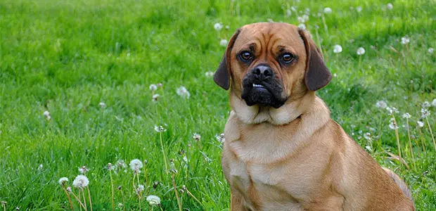 puggle and dandelions in grass puggle and dandelions in grass
