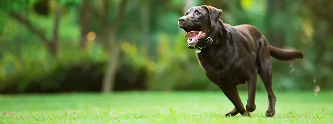 19 facts about dogs: Fun insights every owner should know chocolate labrador running on grass for article on facts about dogs
