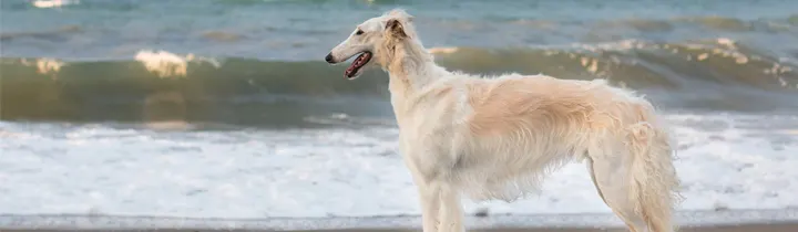 Borzoi Guide - Complete Owners Breed Guide golden borzoi on the beach