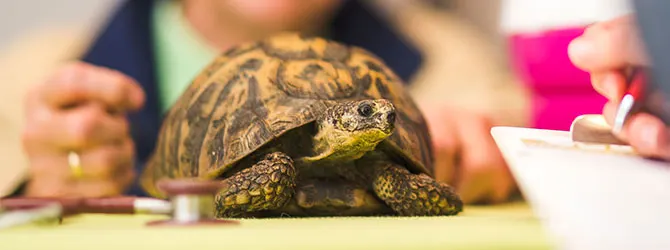 Pet Tortoise Hibernation: When & How Guide tortoise at the vets