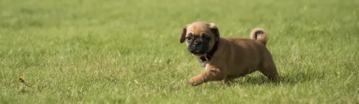 Jug Guide | Is It the Right Breed for You? Jug puppy walking in a field