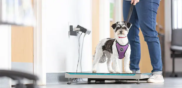 small dog on weighing scales small dog on weighing scales