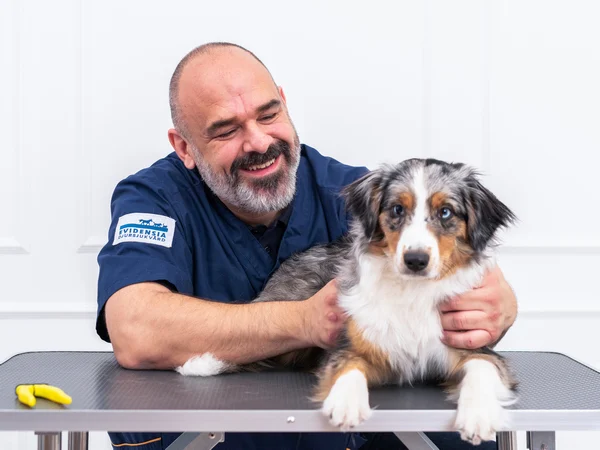 image for article on benefit of pet health plans for dogs image for article on benefit of pet health plans for dogs