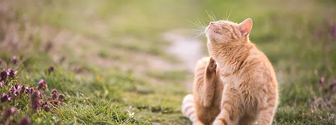 Cats & Fleas | Does My Cat Have Fleas? cat with fleas on bed