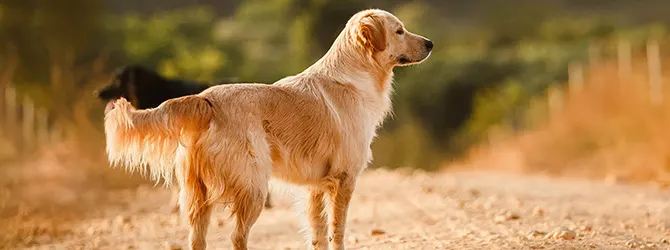 Golden Retriever | Owner's Guide 2 golden retrievers lying down looking at camera