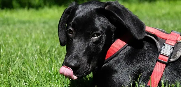 dog on grass licking its lips dog on grass licking its lips
